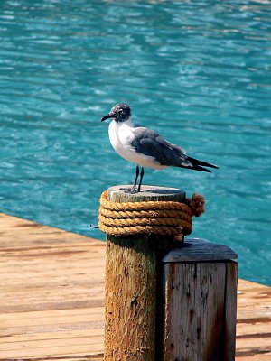 WaterBird