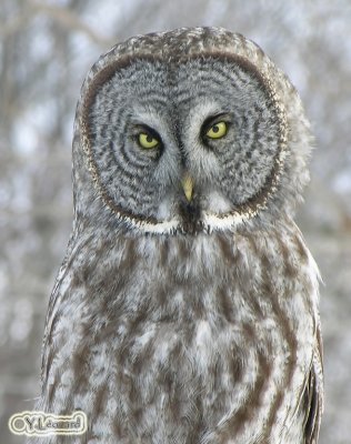 Chouette Laponne - Great Grey Owl
