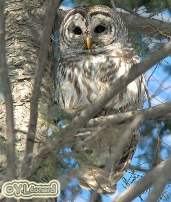 Chouette raye -  Barred Owl
