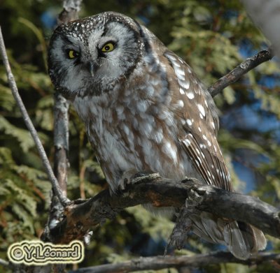 Nyctale de Tengmalm - Boreal Owl