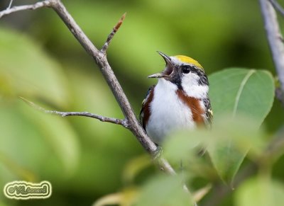 Paruline  flancs marron - Chestnut-sided Warbler
