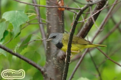 Paruline Triste - Mourning Warbler