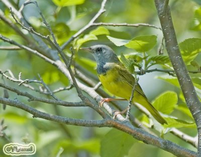 Paruline Triste - Mourning Warbler