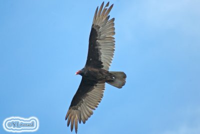 urubu_2477.jpg