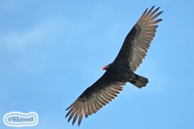 urubu_2486.jpg