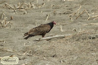 urubu_2828.jpg