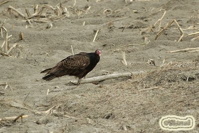 urubu_2830.jpg