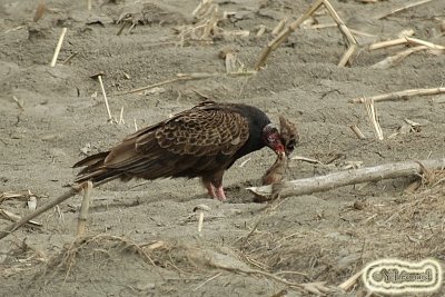 Urubu à tête rouge - Turkey Vulture