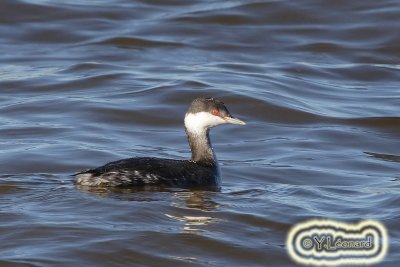 Grebe esclavon_MG_0376_C_.jpg