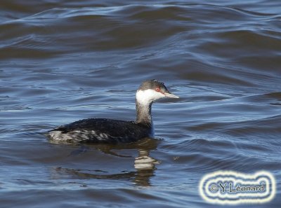 Grebe esclavon_MG_0378_C_.jpg