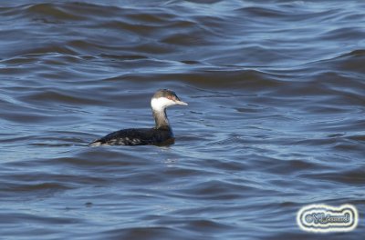 Grebe esclavon_MG_0379_C_.jpg