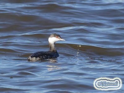 Grebe esclavon_MG_0380_C_.jpg