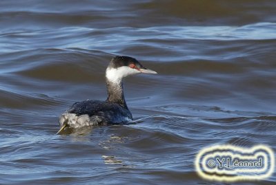 Grebe esclavon_MG_0382_C_.jpg