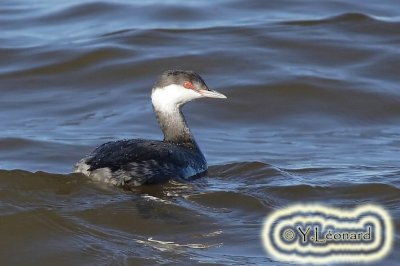 Grebe esclavon_MG_0383_C_.jpg
