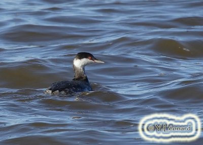 Grebe esclavon_MG_0386_C_.jpg