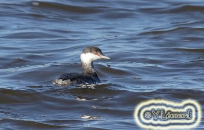 Grebe esclavon_MG_0387_C_.jpg