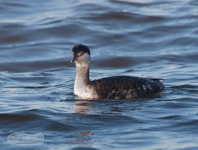 grebe esclavon_MG_0557_C_.jpg