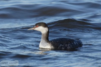 grebe esclavon_MG_0563_C_.jpg