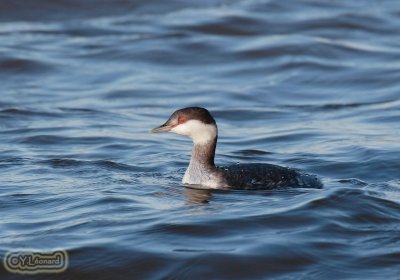 grebe esclavon_MG_0564_C_.jpg