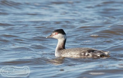 grebe esclavon_MG_0708_C_.jpg