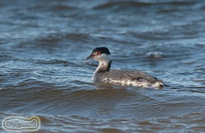 grebe esclavon_MG_0723_C_.jpg