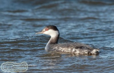 grebe esclavon_MG_0725_C_.jpg