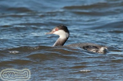 grebe esclavon_MG_0727_C_.jpg