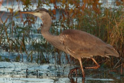 grand heron_MG_0424_C_.jpg