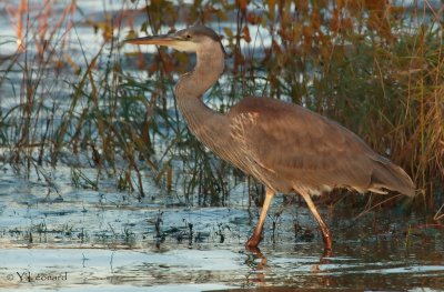 grand heron_MG_0426_C_.jpg