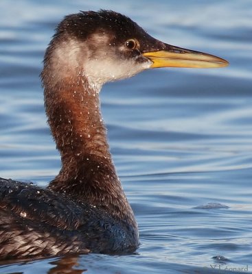 Grbe Jougris - Red-necked Grebe