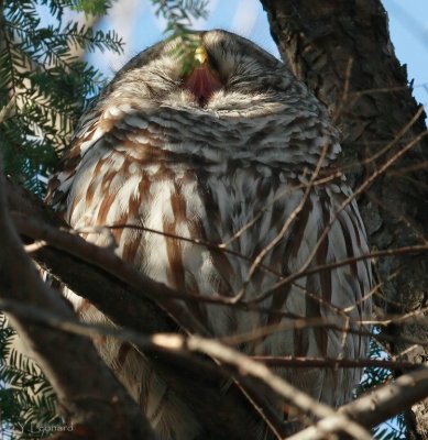 Chouette rayée - Barred Owl
