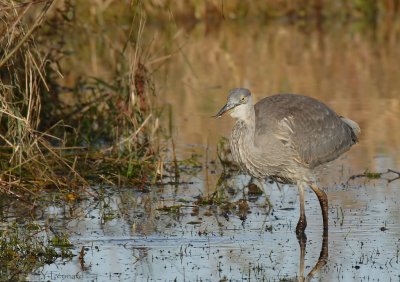 grand heron_MG_0895_C_.jpg