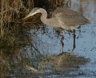 grand heron_MG_0918_C_.jpg