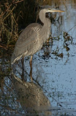 grand heron_MG_0928_C_.jpg