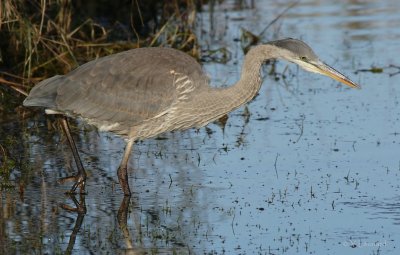 grand heron_MG_0945_C_.jpg