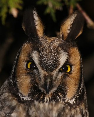 Hibou moyen-duc - Long-eared Owl - 25 Nov 2006