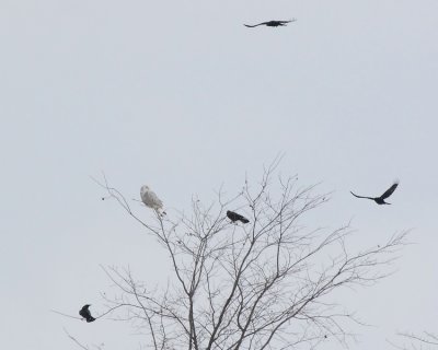 IMG_2689_C_.jpg