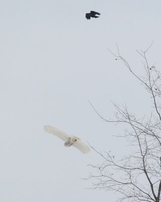 IMG_2692_C_.jpg