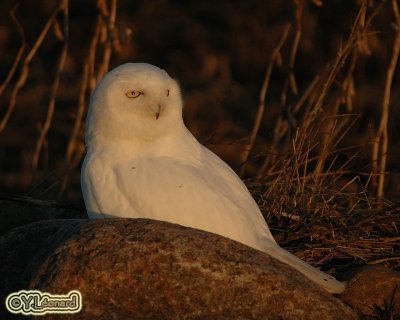 Harfang des neiges - Snowy Owl