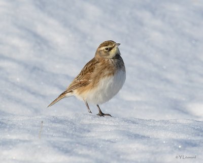 Alouette hausse-col - Horned Lark