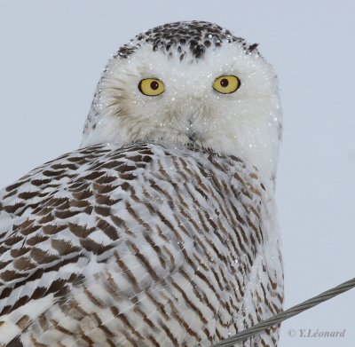 Harfang des neiges 2006-2007 - Snowy Owl  2006-2007