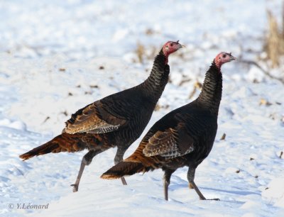 Dindons sauvages - Wild Turkeys