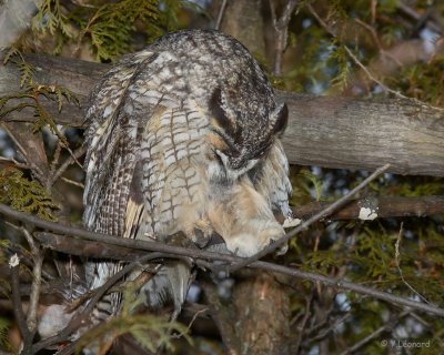 Hibou Moyen Duc - Long-Eared Owl 03-01-07 Boucherville
