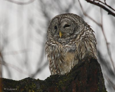 Chouette Rayee - Barred Owl  et Paysages