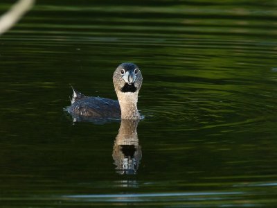 grebe_7776c.jpg
