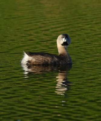 grebe_7839c.jpg