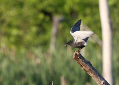 IMG_7896c.jpg