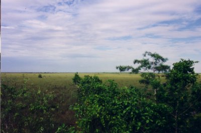 Everglades 1