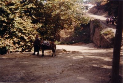 Alanya