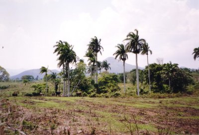 Sancti Spirictus